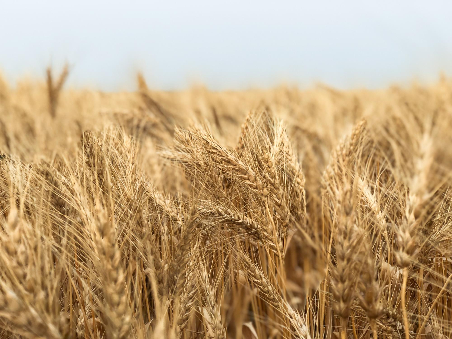 La correlazione tra celiachia e l’utilizzo di diserbanti e pesticidi nell’agricoltura