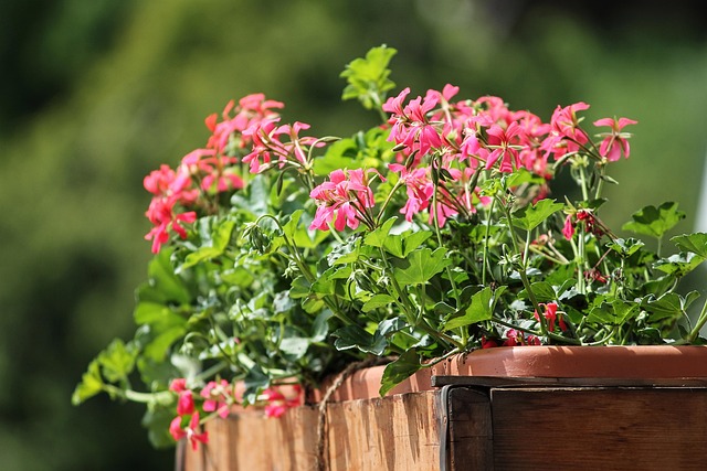 Fiori da balcone: quali scegliere e come curarli tutto l’anno